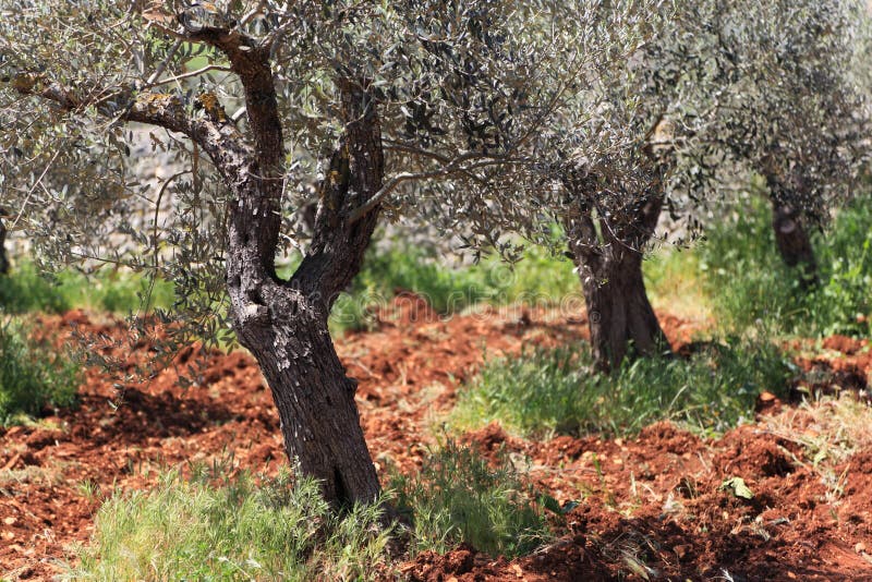 Belle plantation olive dans la saleté de rouge riche images stock Belle plantation olive dans la saleté de rouge riche images stock