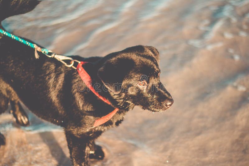Belle position noire de labrador retriever à la plage avec un collier de chien photographie stock Belle position noire de labrador retriever à la plage avec un collier de chien photographie stock