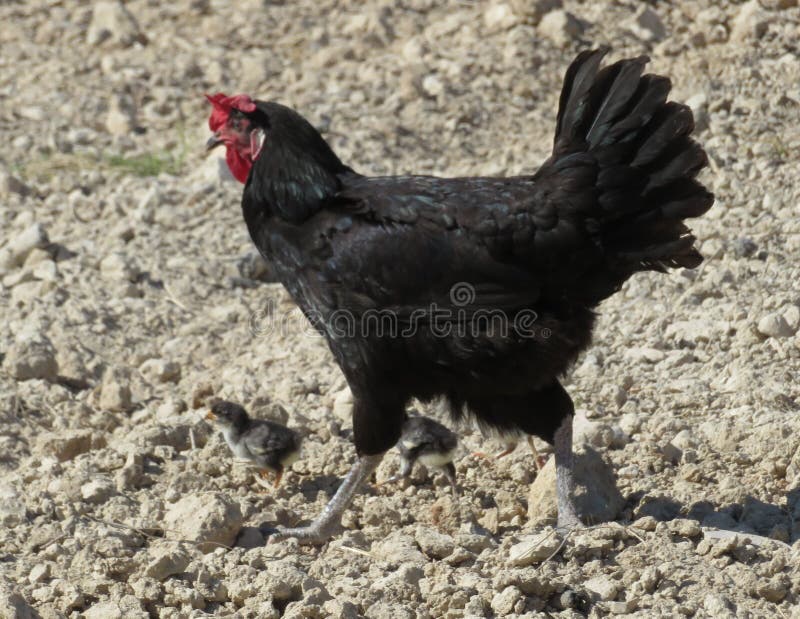 Belle poule avec ses poussins marchant par le champ recherchant la nourriture photos stock Belle poule avec ses poussins marchant par le champ recherchant la nourriture photos stock