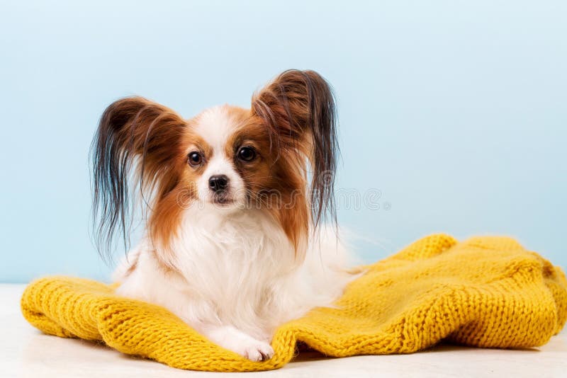 Beautiful dog breed papillon white-red coloring on a red knitted sweater. Beautiful dog breed papillon white-red coloring on a red knitted sweater