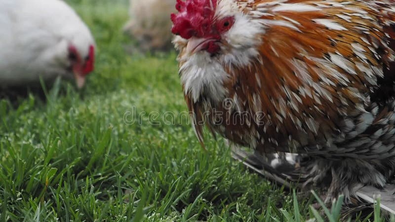 Belle recherche de coq dans un champ verdoyant banque de vidéos