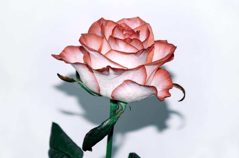 Belle Rose Blanche Avec Une Bordure Rouge Photo stock - Image du floraison,  agencement: 163678520