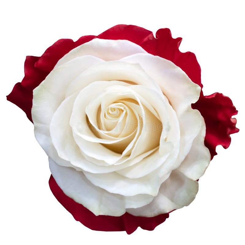 Belle Rose Blanche. Roses Florissantes Image stock - Image du floraison,  couleur: 225507651