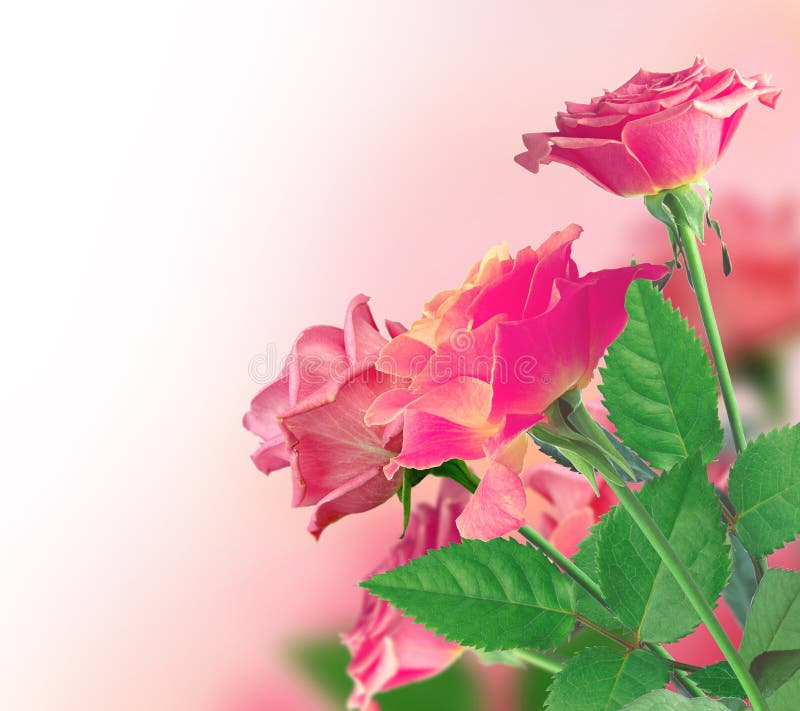 Belle Rose Border rose photos libres de droits Belle Rose Border rose photos libres de droits