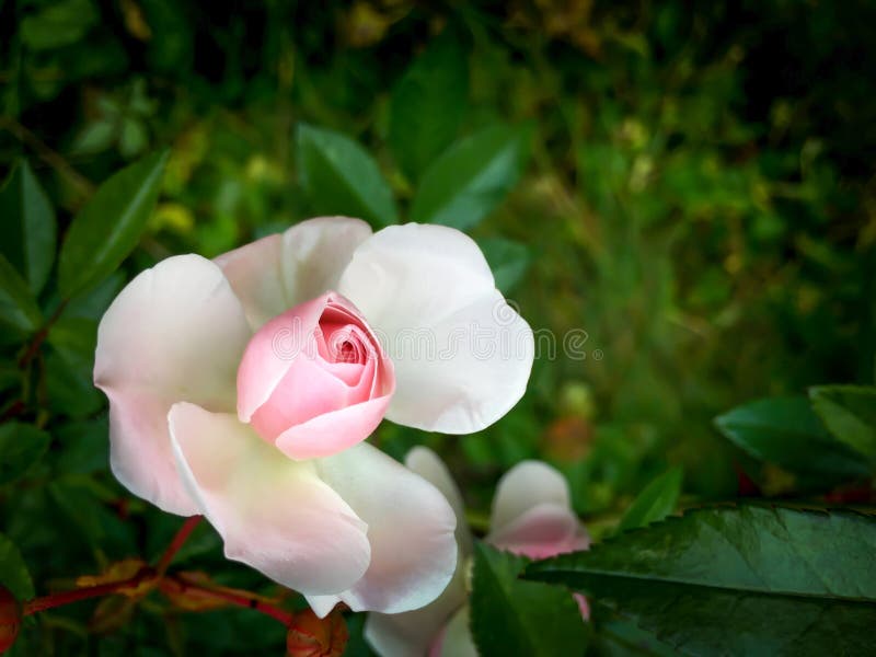 Belle rose rose dans le jardin sur un fond foncé Perfectionnez pour le fond des cartes de voeux image libre de droits Belle rose rose dans le jardin sur un fond foncé Perfectionnez pour le fond des cartes de voeux image libre de droits
