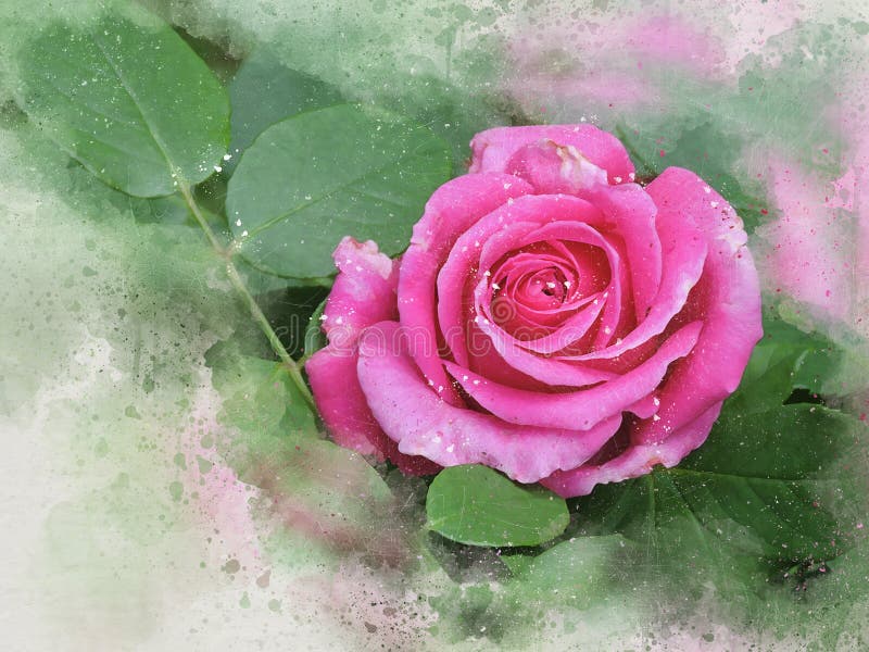 Belle rose de rose peinte par aquarelle illustration libre de droits Belle rose de rose peinte par aquarelle illustration libre de droits