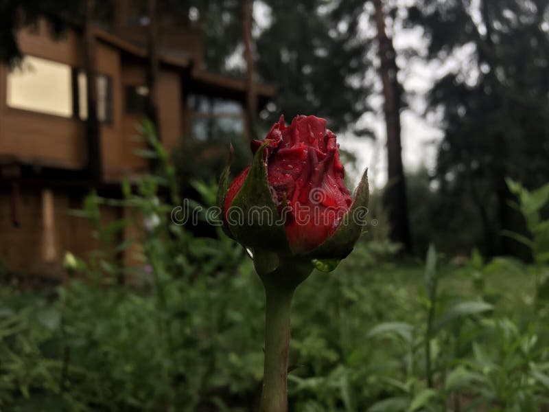 Belle rose de rouge dans le jardin photographie stock Belle rose de rouge dans le jardin photographie stock