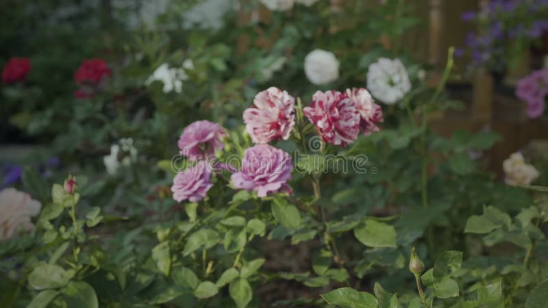 Belle rose nel giardino delle rose