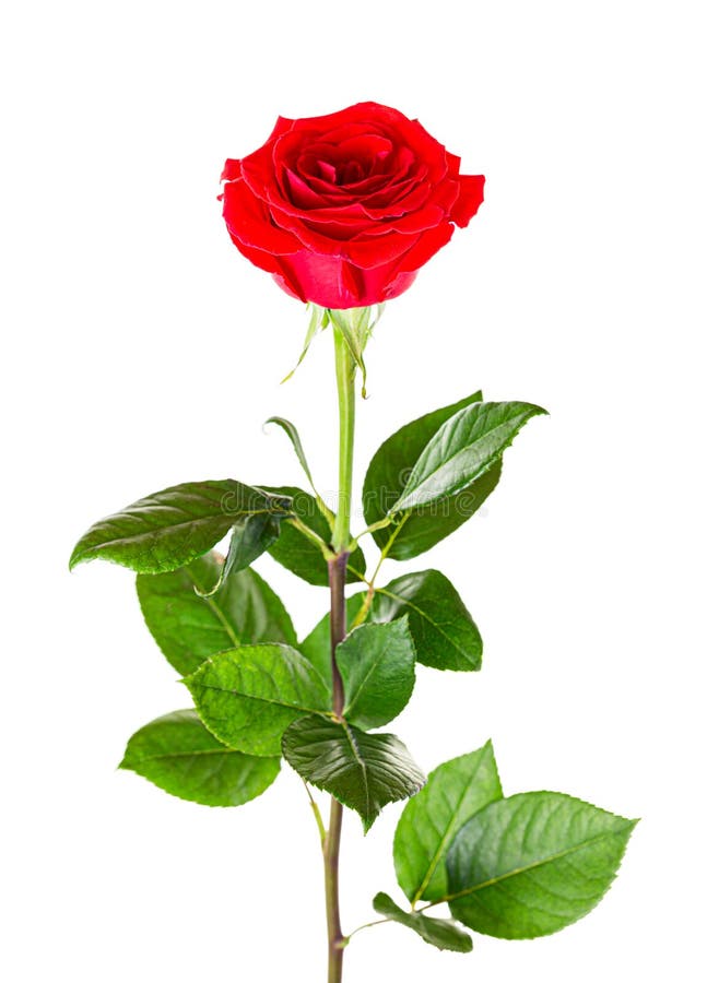 Belle Rose Rouge Avec Longue Tige Isolée Sur Fond Blanc Image stock - Image  du frais, isolement: 215463095