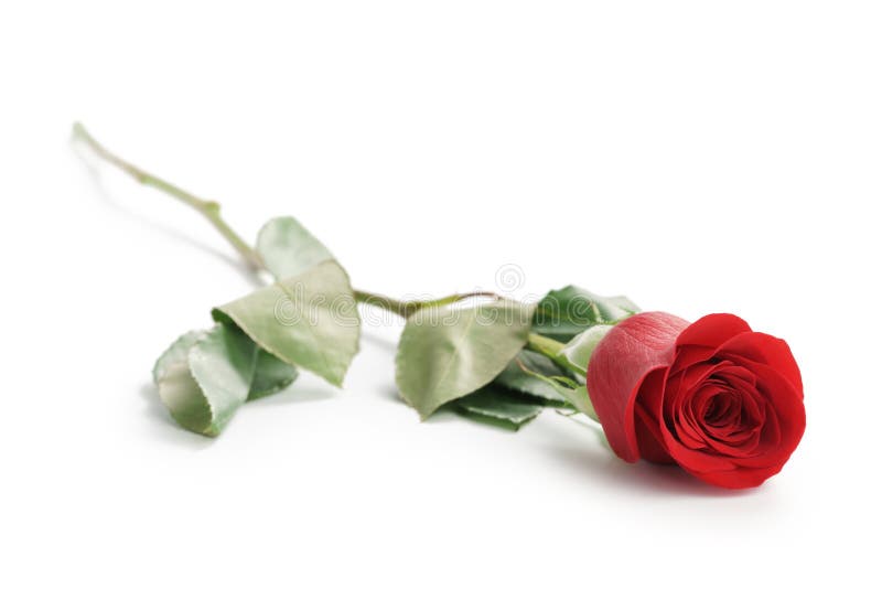 belle rose simple de rouge sur le fond blanc photos stock belle rose simple de rouge sur le fond blanc photos stock