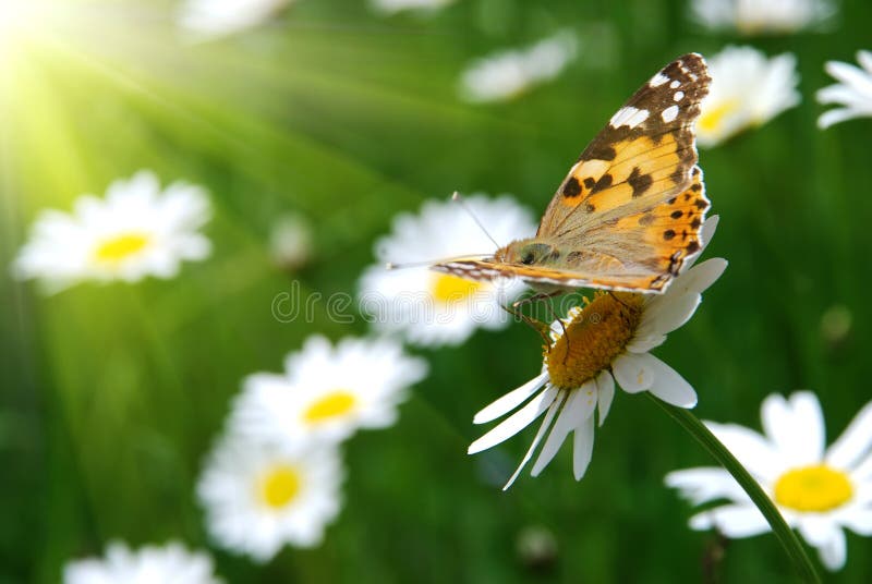 Belle scène de nature photographie stock libre de droits Belle scène de nature photographie stock libre de droits