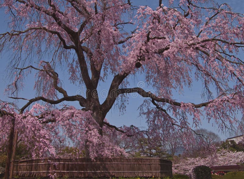 Belle source japonaise images stock Belle source japonaise images stock