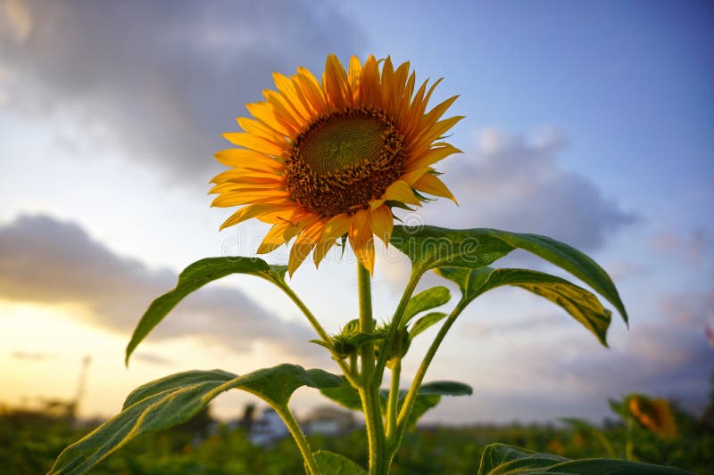 Belle tournesol. tournesol dans le champ sur fond bleu ciel au coucher du soleil. plante photographie stock
