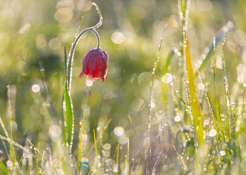 Belle tulipe sauvage de gros plan dans une goutte d'eau photos libres de droits