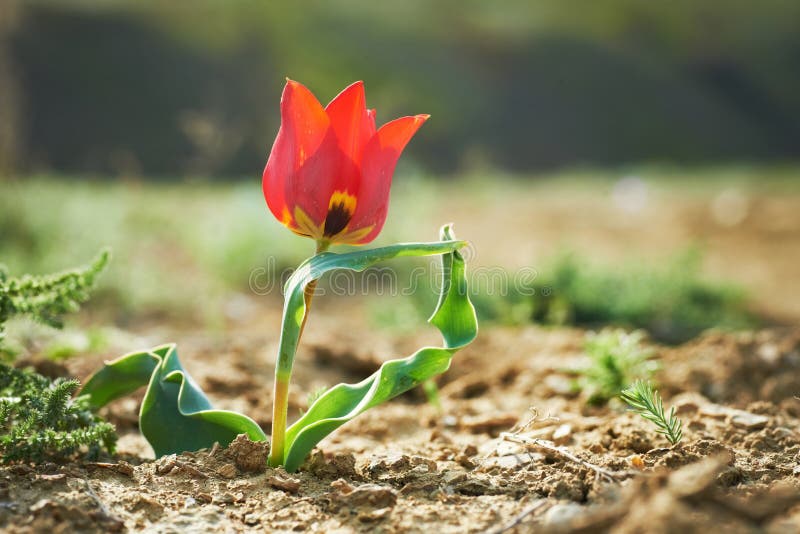 Belle tulipe sauvage rouge image stock
