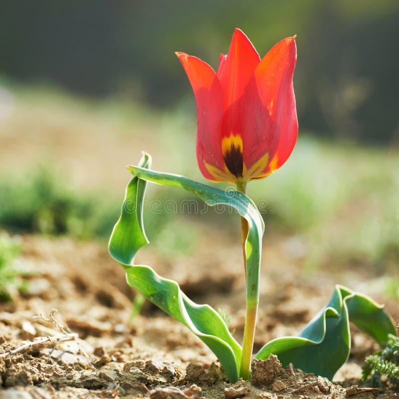 Belle tulipe sauvage rouge photo libre de droits