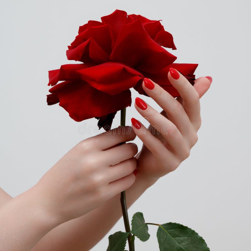 Beautiful female finger nails with red nail closeup on petals. Perfect manicure. High quality photo. Beautiful female finger nails with red nail closeup on petals. Perfect manicure. High quality photo