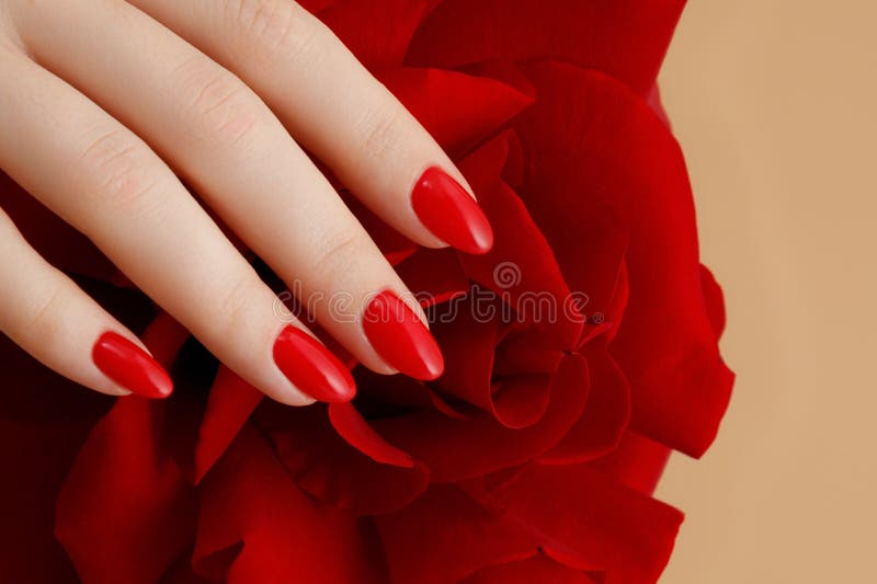 Beautiful female finger nails with red nail closeup on petals. Perfect manicure. High quality photo. Beautiful female finger nails with red nail closeup on petals. Perfect manicure. High quality photo