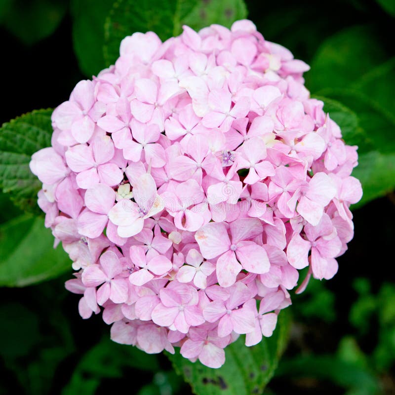Belle usine d'hortensia images stock