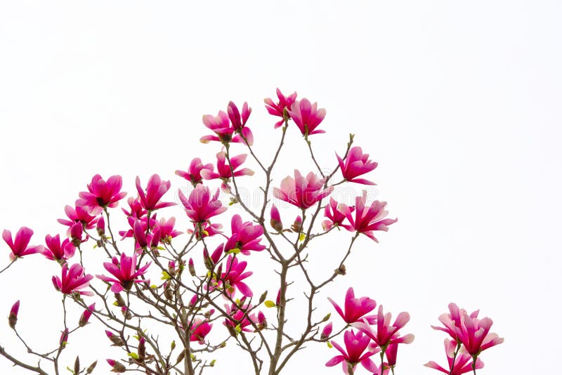 Belle usine fleurissante de magnolia, d'isolement sur le blanc image stock Belle usine fleurissante de magnolia, d'isolement sur le blanc image stock