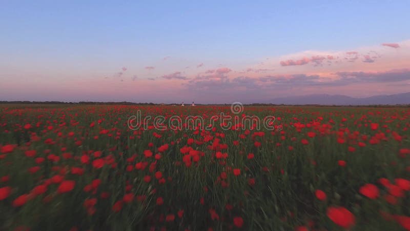 Belle vidéo de vue aérienne de bourdon au-dessus de gisement de ressort des fleurs de tulipe et de pavot banque de vidéos