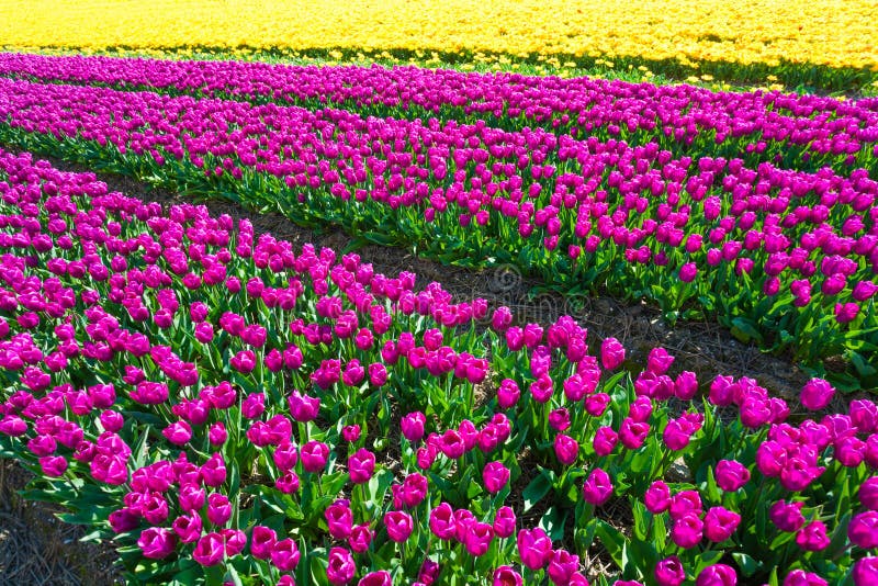 Belle vue de champ des tulipes jaunes et pourpres images stock Belle vue de champ des tulipes jaunes et pourpres images stock