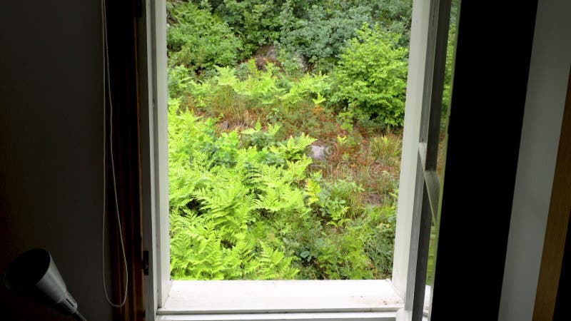 Belle vue de la fenêtre ouverte à l'espace vert de la forêt. banque de vidéos