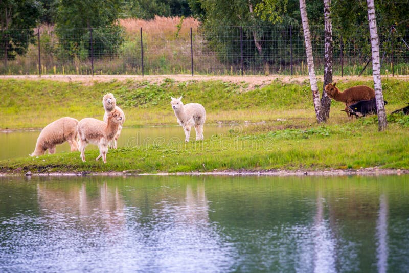 Belle vue de la marche d'animaux de lama photo libre de droits Belle vue de la marche d'animaux de lama photo libre de droits