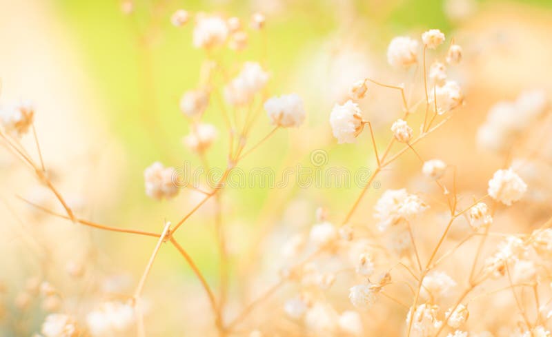 Belle vue des brins sensibles des fleurs romantiques blanches pures de souffle de bébé de Gypsophila, fond naturel de Wildflowers images stock Belle vue des brins sensibles des fleurs romantiques blanches pures de souffle de bébé de Gypsophila, fond naturel de Wildflowers images stock