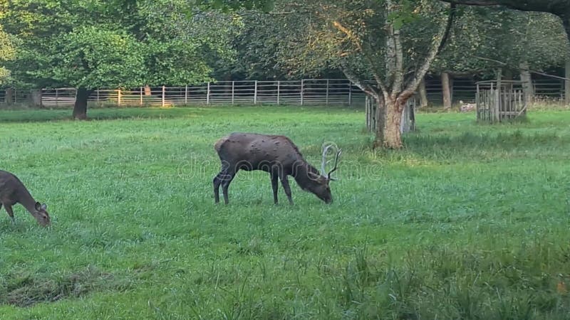 Belle vue sur un beau cerf dans le parc sur un pré clips vidéos