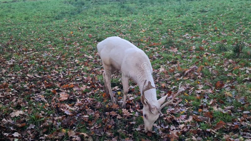Belle vue sur un cerf en jachère blanc dans le parc clips vidéos