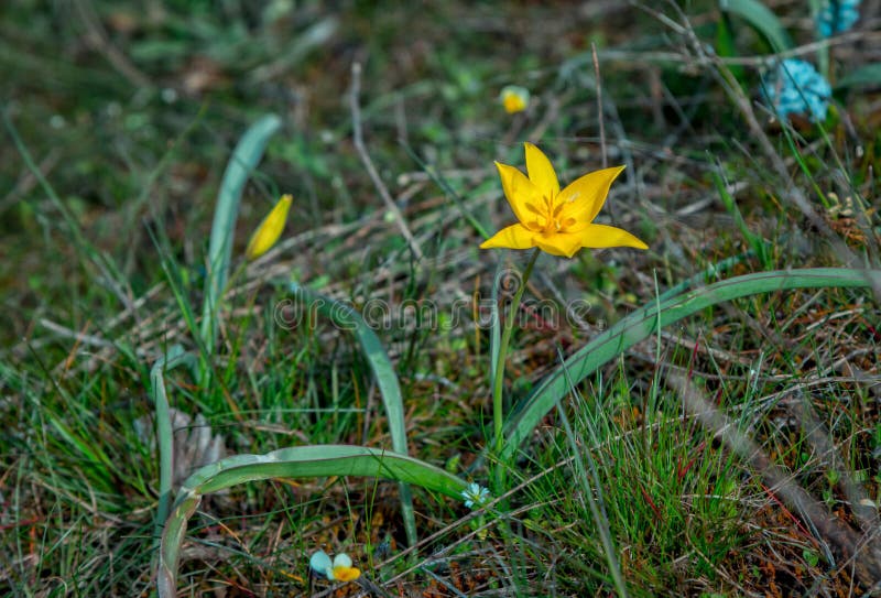 Belle vue tulipe sauvage jaune photo libre de droits