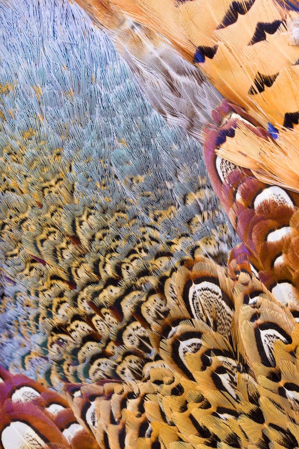 De belles plumes abstraites photos libres de droits