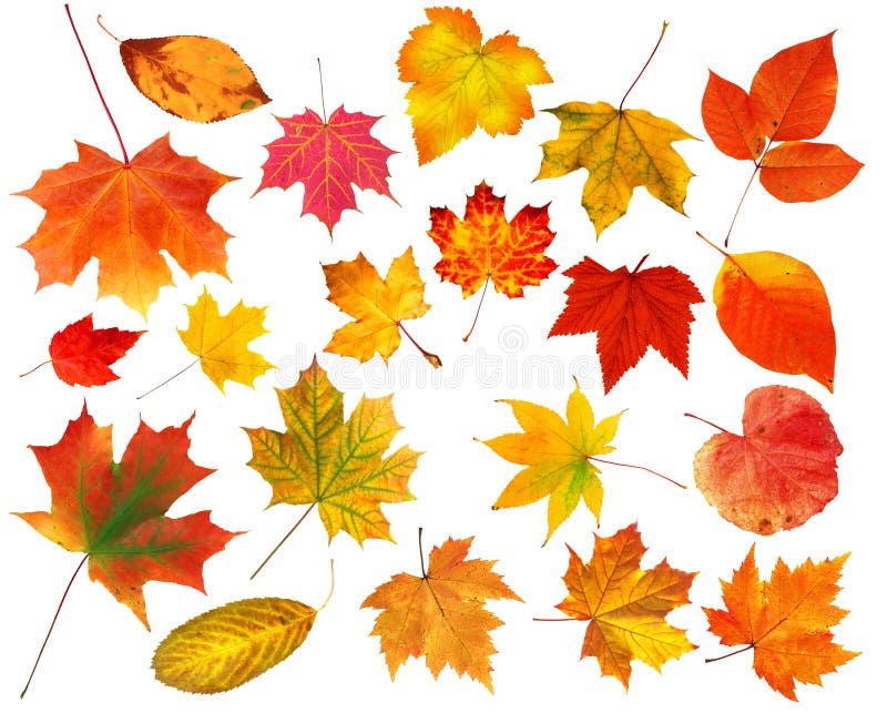 Belles feuilles d'automne colorées de collection d'isolement sur le blanc image stock Belles feuilles d'automne colorées de collection d'isolement sur le blanc image stock