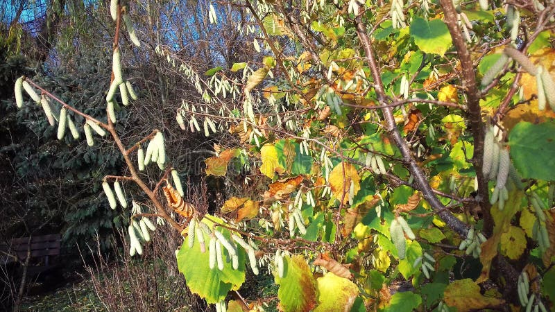 Belles feuilles d'automne un temps clair image libre de droits Belles feuilles d'automne un temps clair image libre de droits
