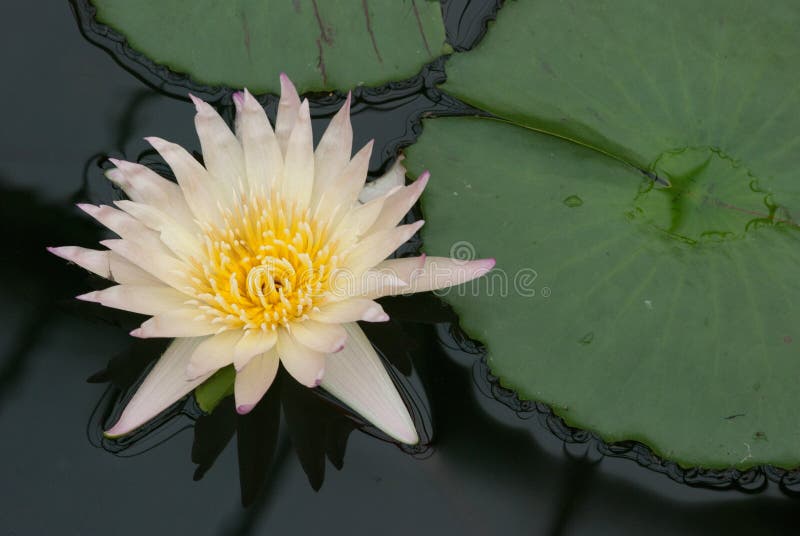 Belles fleur et protection blanches de nénuphar photographie stock libre de droits Belles fleur et protection blanches de nénuphar photographie stock libre de droits