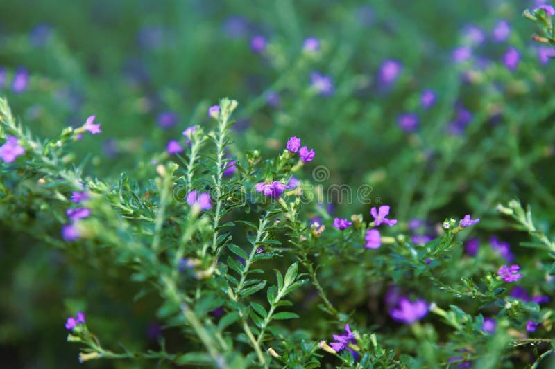 Belles fleurs avec les trous bleus violacés et les pistils de fleur images libres de droits Belles fleurs avec les trous bleus violacés et les pistils de fleur images libres de droits