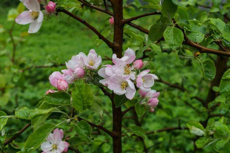 Belles fleurs blanc-roses d'un pommier sur une branche au printemps, apr?s la pluie photos stock Belles fleurs blanc-roses d'un pommier sur une branche au printemps, apr?s la pluie photos stock