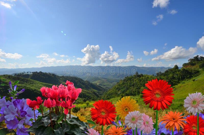 Belles fleurs colorées sur le dessus de montagne avec le ciel bleu photos stock Belles fleurs colorées sur le dessus de montagne avec le ciel bleu photos stock