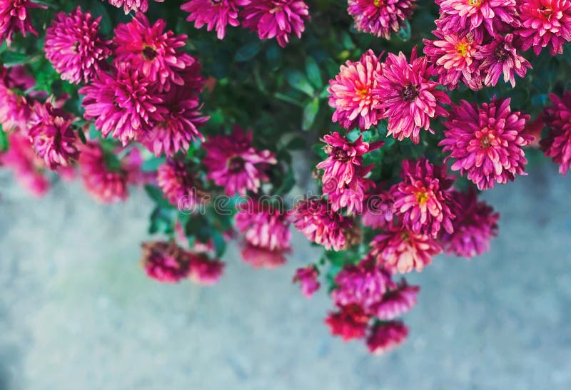 Belles fleurs d'automne photographie stock Belles fleurs d'automne photographie stock