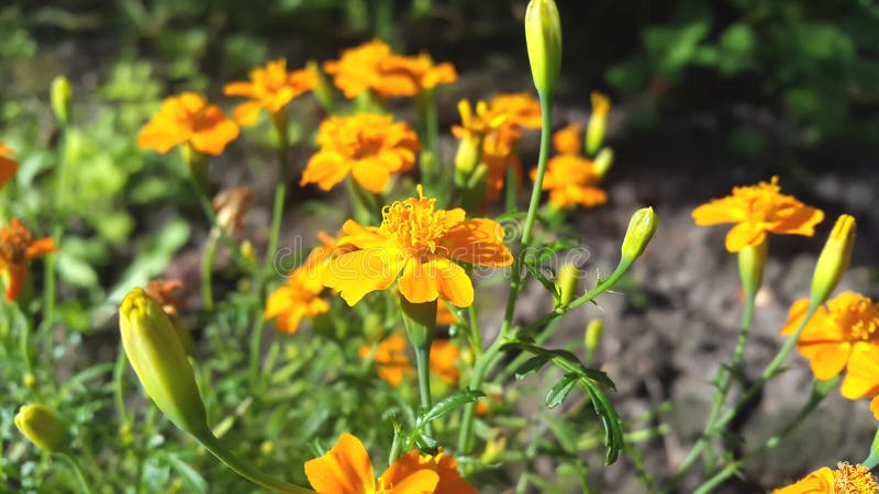 Download Belles fleurs d'automne photo stock. Image du botanique - 77151924