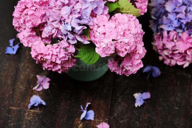 Belles fleurs d'hortensia image stock