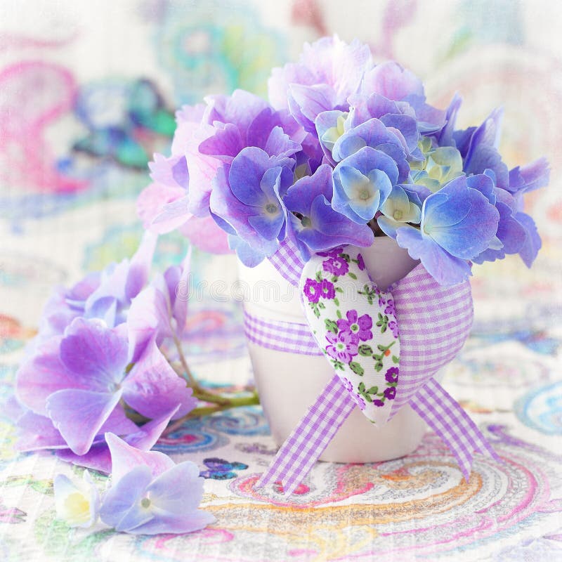 De belles fleurs d'hortensia images stock