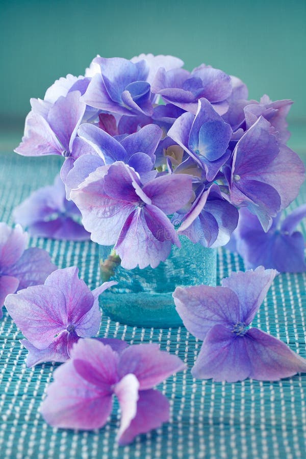 Belles fleurs d'hortensia image libre de droits