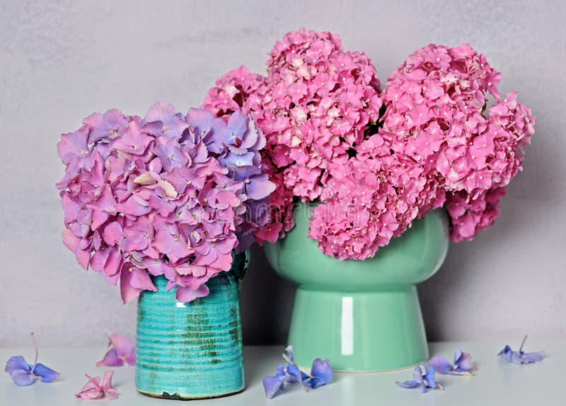 Belles fleurs d'hortensia photo stock
