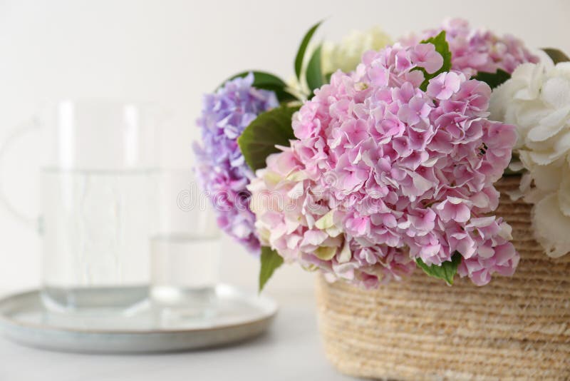 Belles fleurs d'hortensia dans un panier sur le gros plan de table images libres de droits