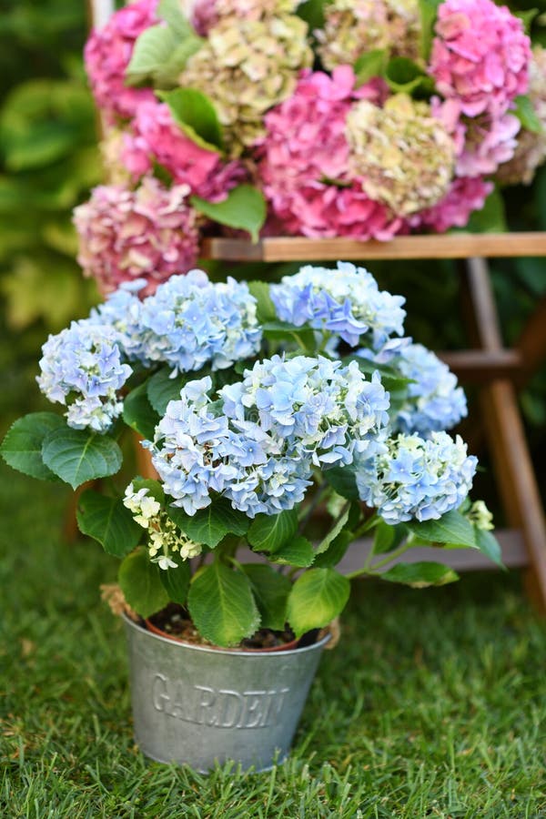 Belles fleurs d'hydrangée image libre de droits