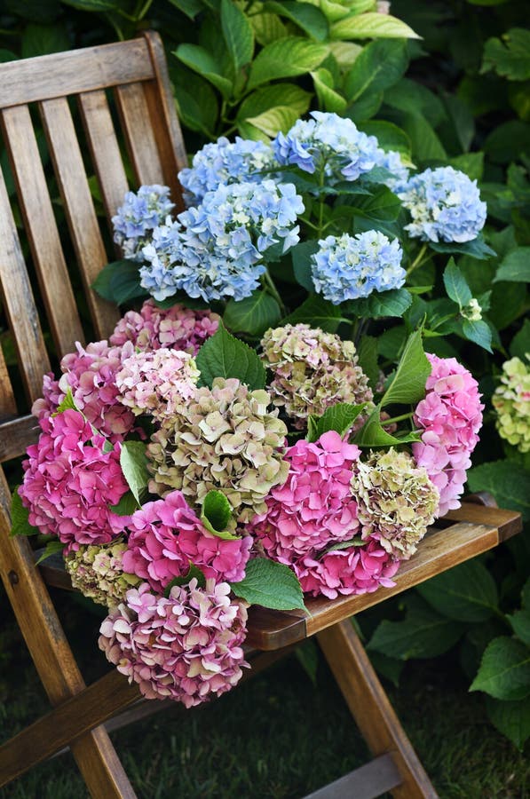 Belles fleurs d'hydrangée image stock