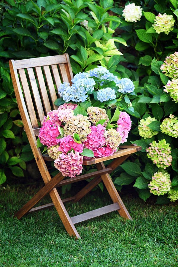De belles fleurs d'hortensia dans le jardin image stock