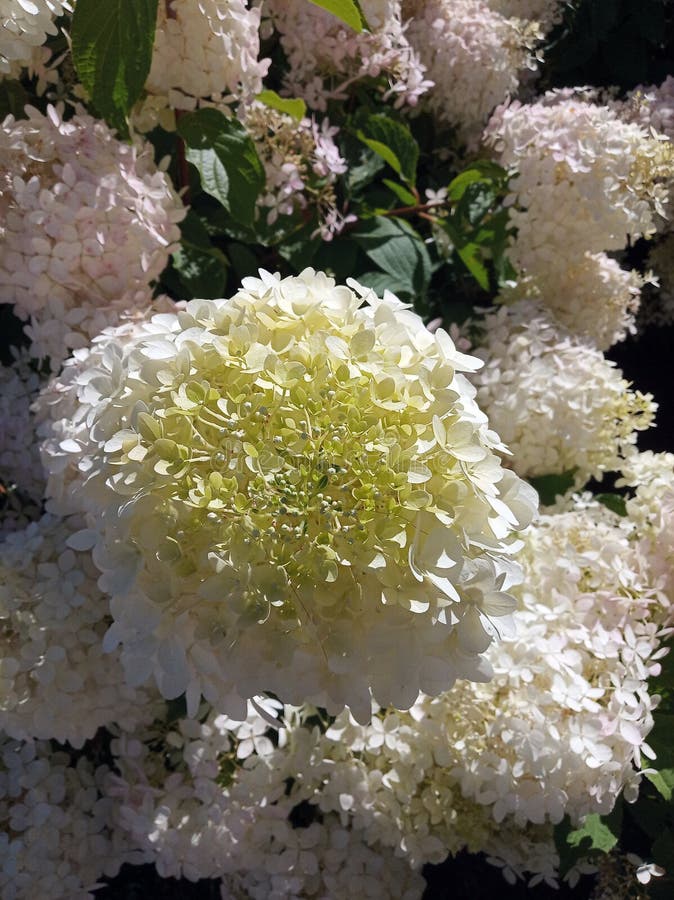 Belles fleurs d'hydrangée photos stock